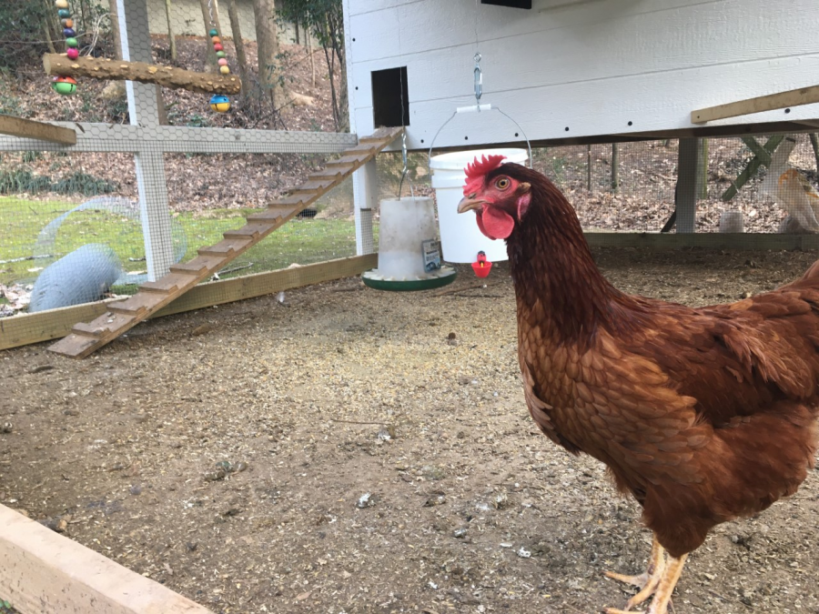 Chickaletta pictured in coop built by Mr. Wayne Agan.
